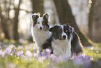 Miniature Australian Shepherd with Sheltie