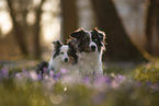 Miniature Australian Shepherd with Sheltie