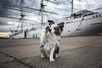 sitting Miniature Australian Shepherd