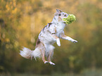 playing Miniature Australian Shepherd