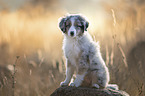 sitting Miniature Australian Shepherd Puppy