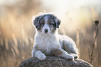 lying Miniature Australian Shepherd Puppy