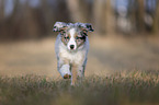 running Miniature Australian Shepherd Puppy