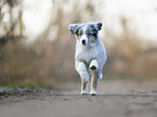 running Miniature Australian Shepherd Puppy