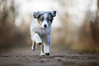 running Miniature Australian Shepherd Puppy