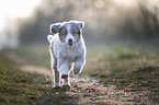 running Miniature Australian Shepherd Puppy