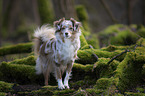 standing Miniature Australian Shepherd