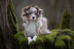lying Miniature Australian Shepherd