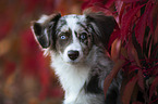 Miniature Australian Shepherd portrait