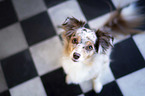 sitting Miniature Australian Shepherd