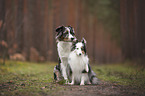 Miniature Australian Shepherd with Sheltie