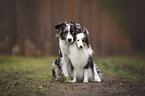 Miniature Australian Shepherd with Sheltie