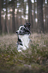 lying Miniature Australian Shepherd