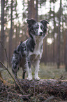 standing Miniature Australian Shepherd