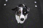 Miniature Australian Shepherd