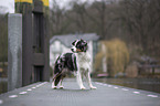 standing Miniature Australian Shepherd