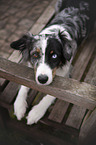 lying Miniature Australian Shepherd