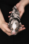 2 days old Miniature Australian Shepherd