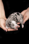 2 days old Miniature Australian Shepherd