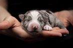 2 days old Miniature Australian Shepherd