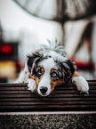 Miniature Australian Shepherd