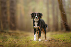 standing Miniature Australian Shepherd