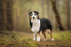 standing Miniature Australian Shepherd