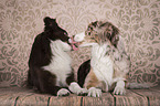 lying Miniature Australian Shepherds