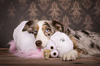 lying Miniature Australian Shepherd
