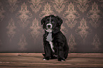 sitting Miniature Australian Shepherd Puppy