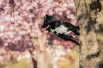 playing Miniature Australian Shepherd