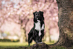 standing Miniature Australian Shepherd