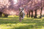 running Miniature Australian Shepherd