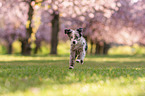 running Miniature Australian Shepherd