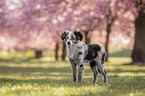 standing Miniature Australian Shepherd