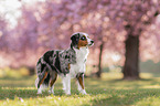 standing Miniature Australian Shepherd