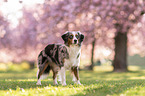 standing Miniature Australian Shepherd