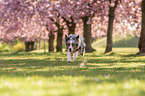 running Miniature Australian Shepherd