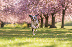 running Miniature Australian Shepherd