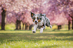 running Miniature Australian Shepherd