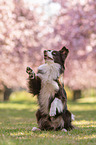 sitting Miniature Australian Shepherd