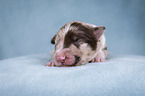 lying Miniature Australian Shepherd Puppy