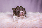 lying Miniature Australian Shepherd Puppy