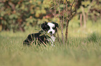 Miniature Australian Shepherd Puppy