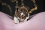lying Miniature Australian Shepherd Puppy