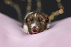 lying Miniature Australian Shepherd Puppy
