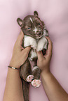 lying Miniature Australian Shepherd Puppy
