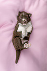 lying Miniature Australian Shepherd Puppy