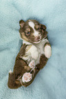 lying Miniature Australian Shepherd Puppy