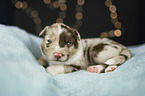 lying Miniature Australian Shepherd Puppy